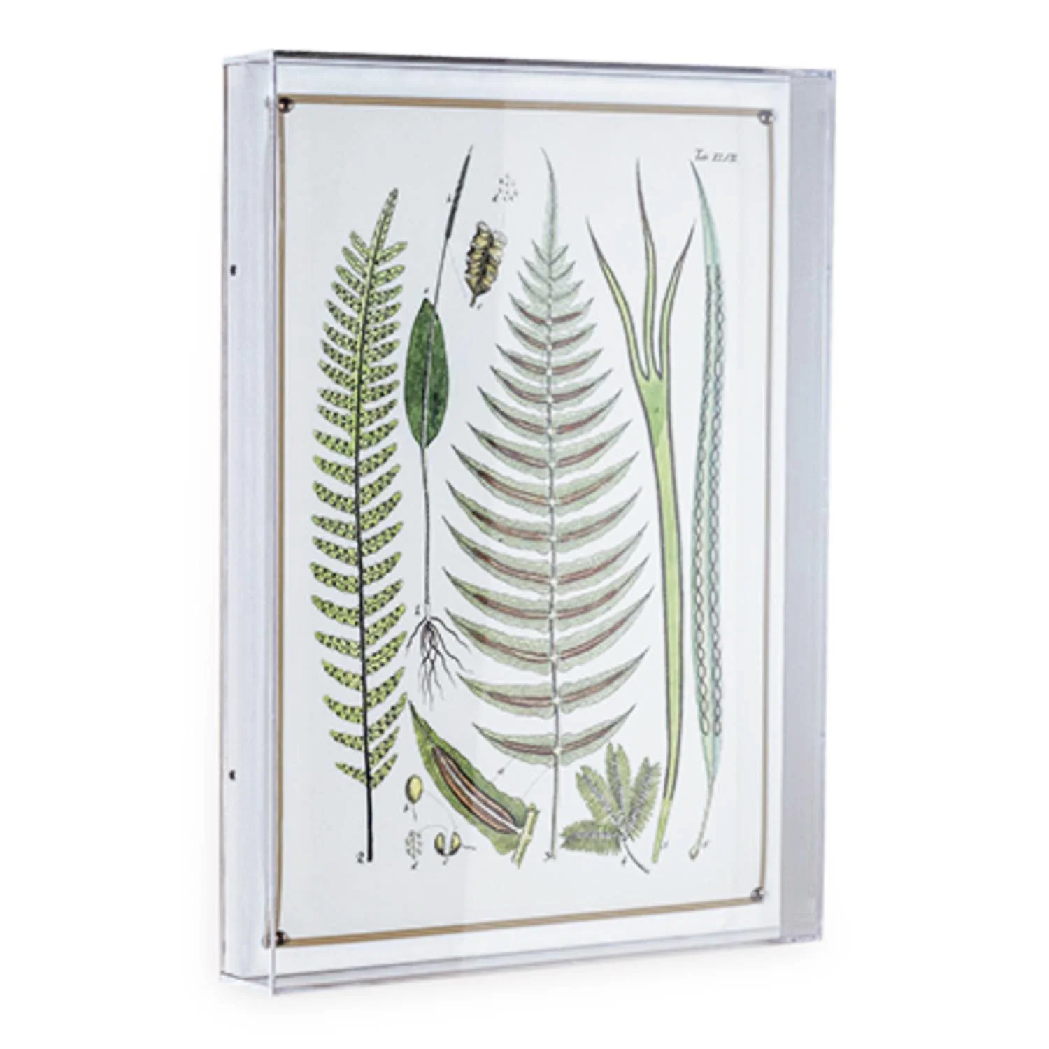 Ferns Panel #195 - 26"x20" - Image 2
