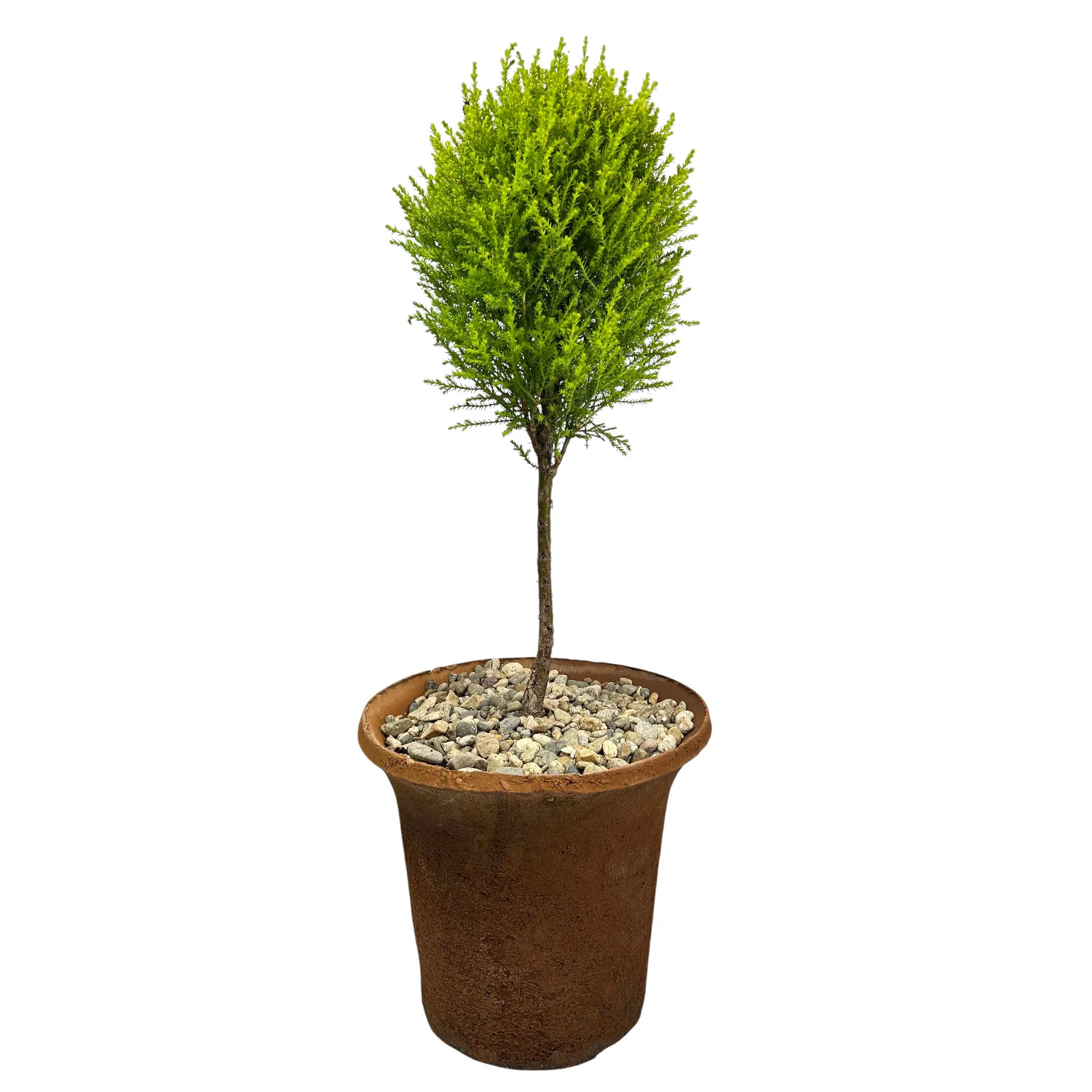 Outdoor Planted Containers