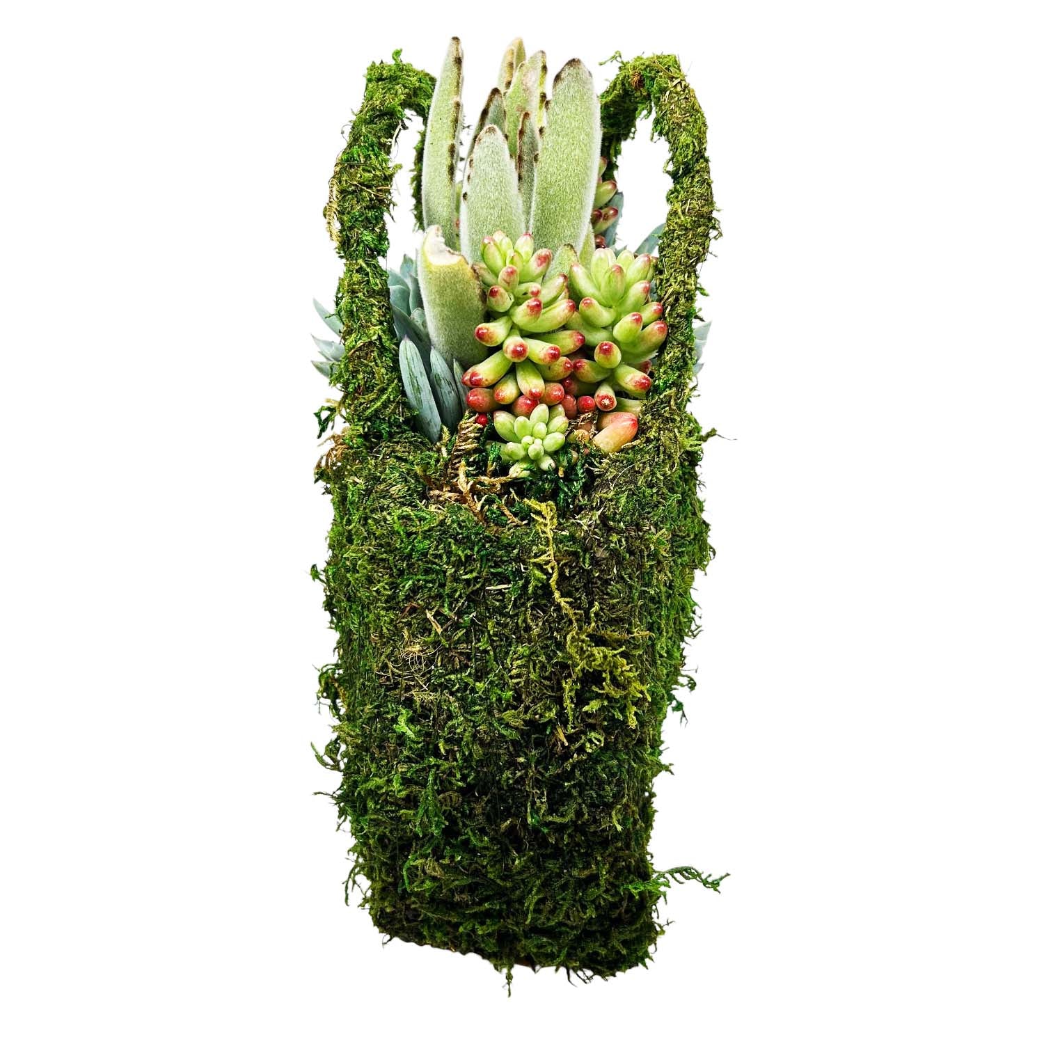 Succulents in Moss Purse - Image 3