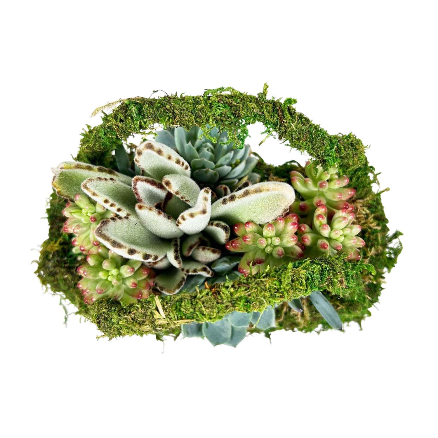 Succulents in Moss Purse - Image 4
