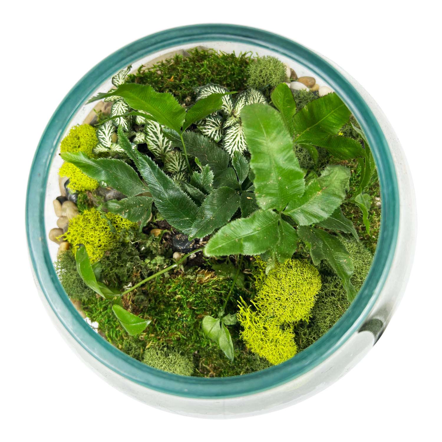 Small Fern Teak Root Vase - Image 3