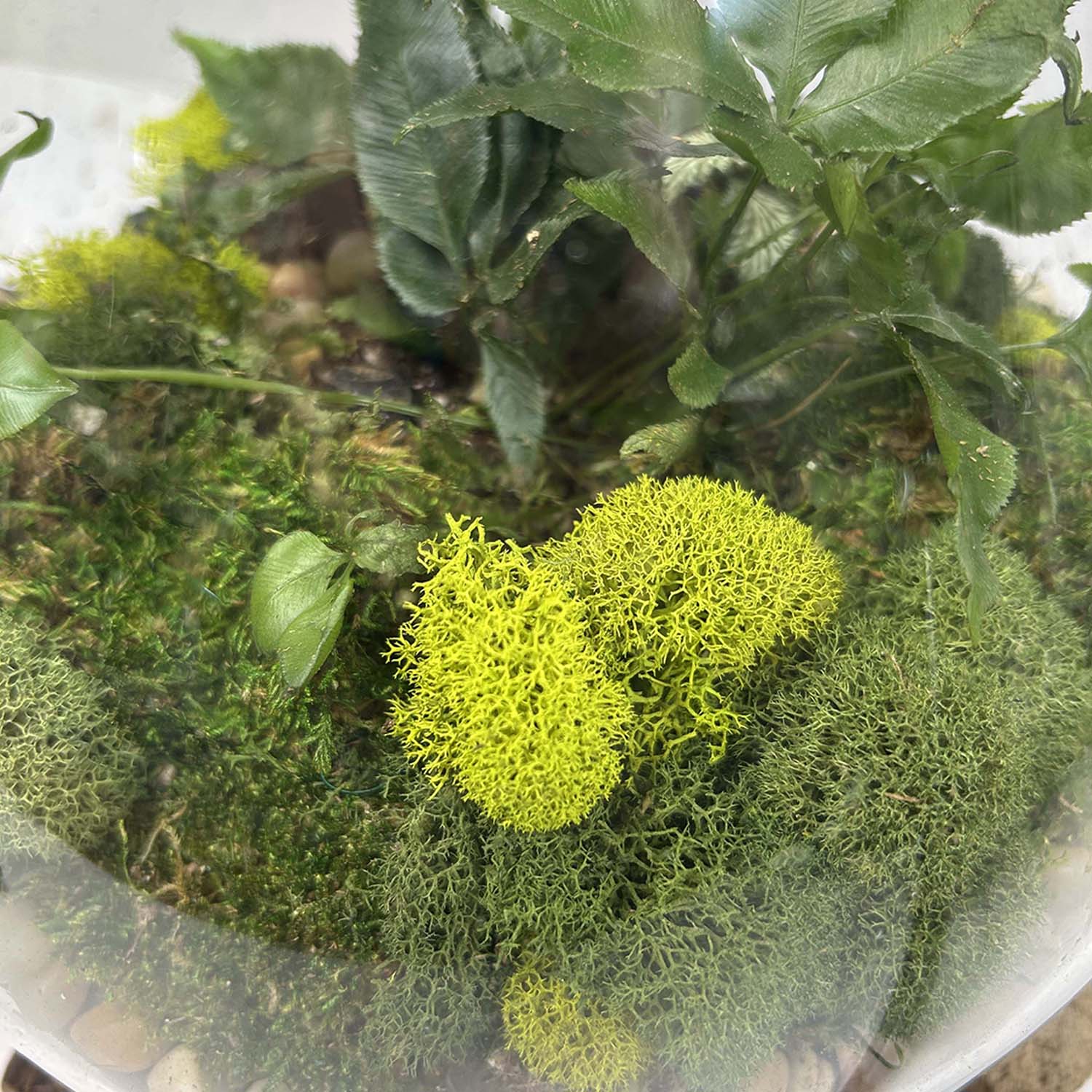 Small Fern Teak Root Vase - Image 4