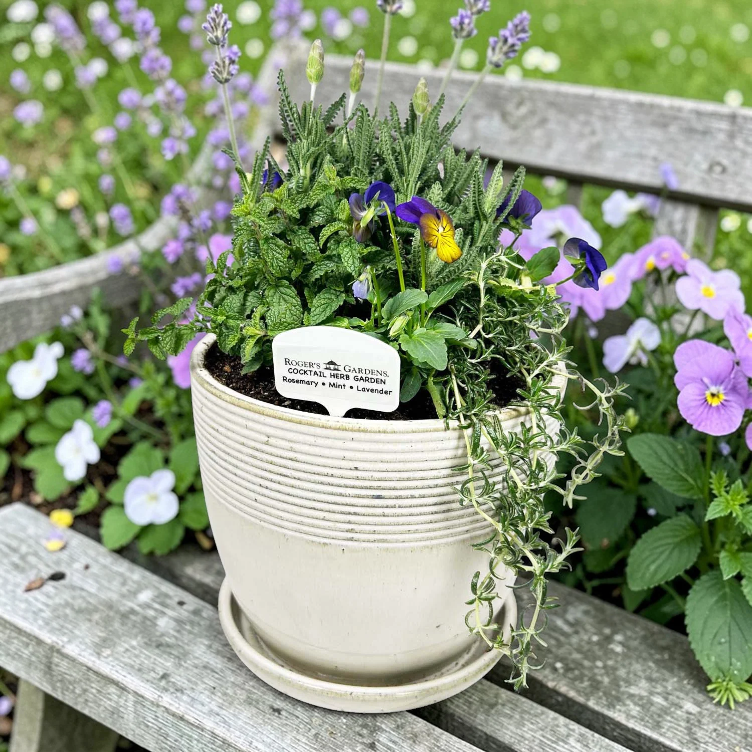 Cocktail Herb Garden - Image 3