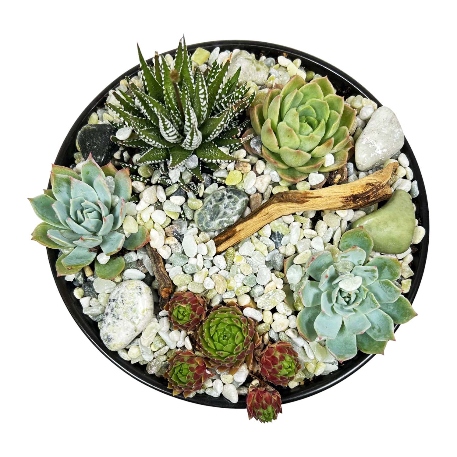 Succulents in Black Bowl - Image 3