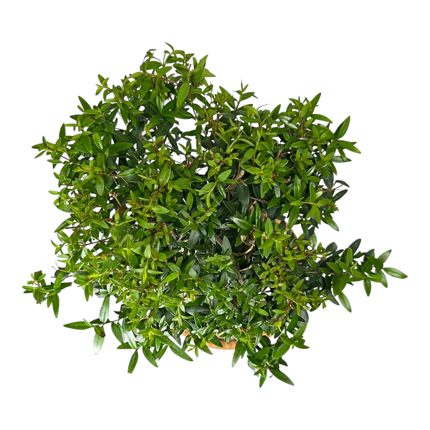 Myrtle Topiary in Small Bergs Italian Pot - Image 3