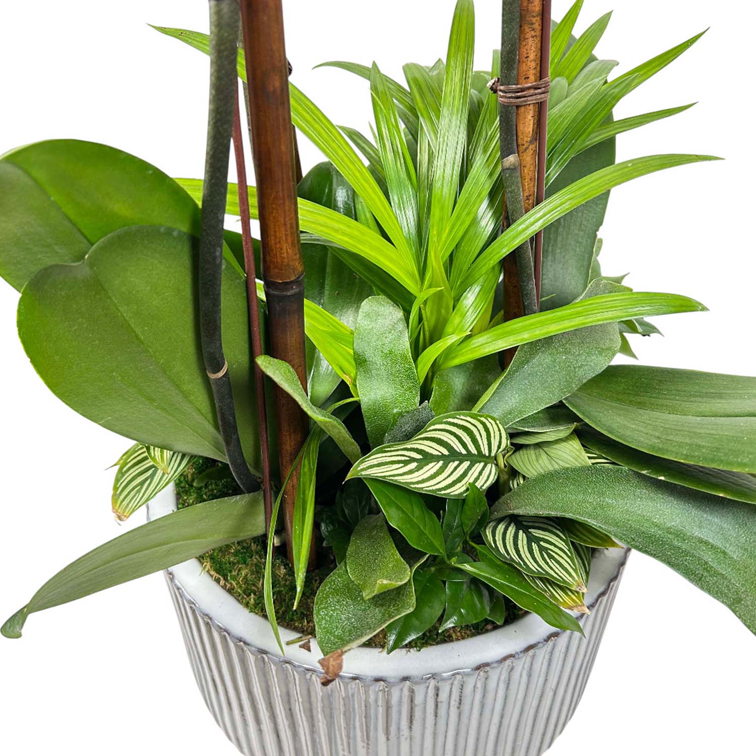 Orchids & Greens in Large White Ribbed Pot - Image 3