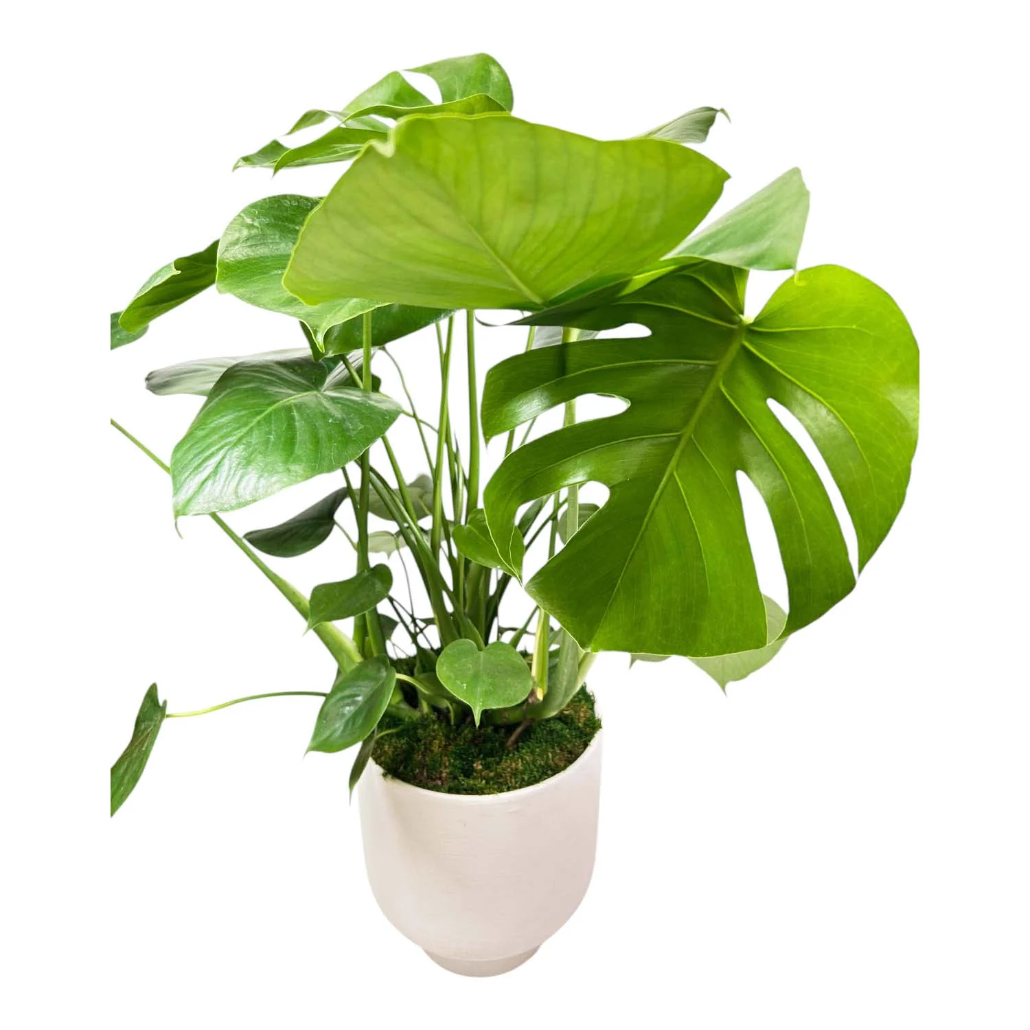 Monstera Deliciosa in White Textured Pot - Image 3