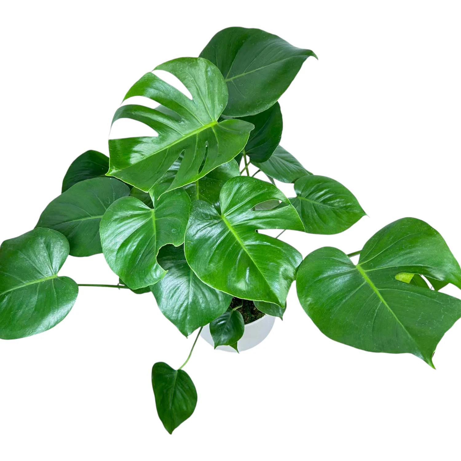 Monstera Deliciosa in White Textured Pot - Image 4