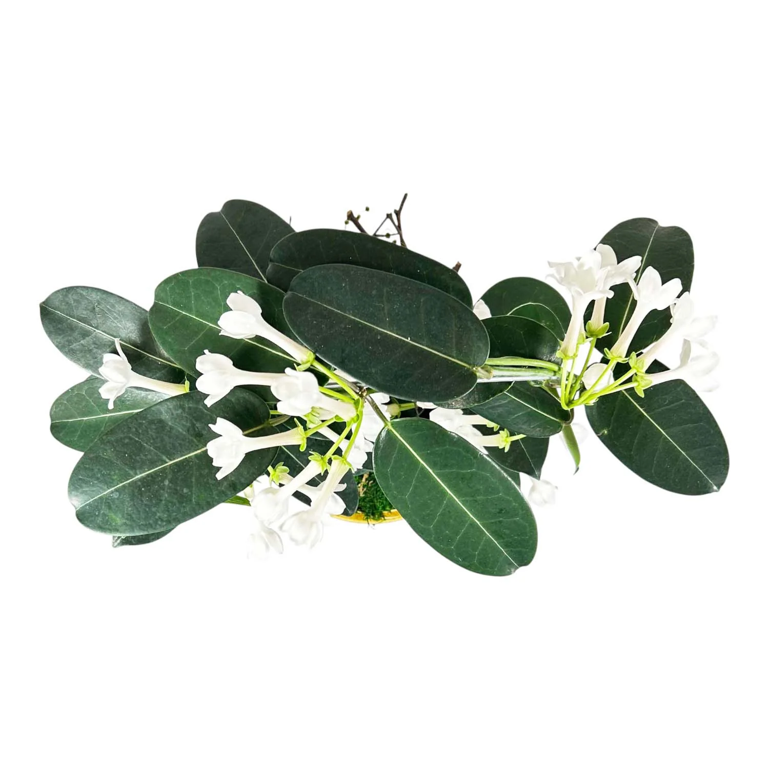 Stephanotis Ring in Antique Yellow Pot - Image 3