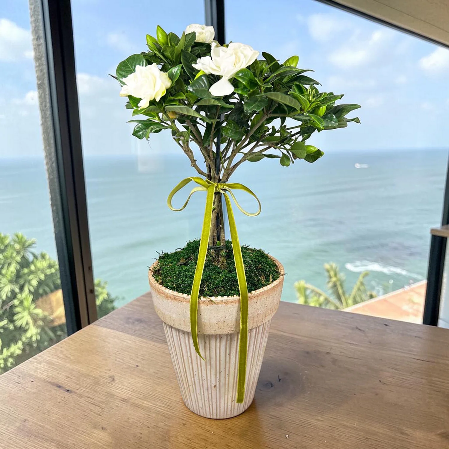Gardenia Topiary in Berg Pot - Image 2