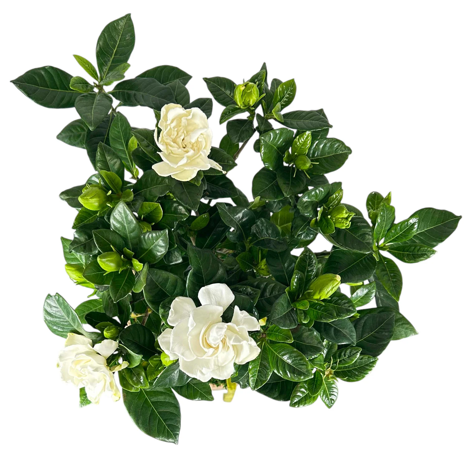 Gardenia Topiary in Berg Pot - Image 3