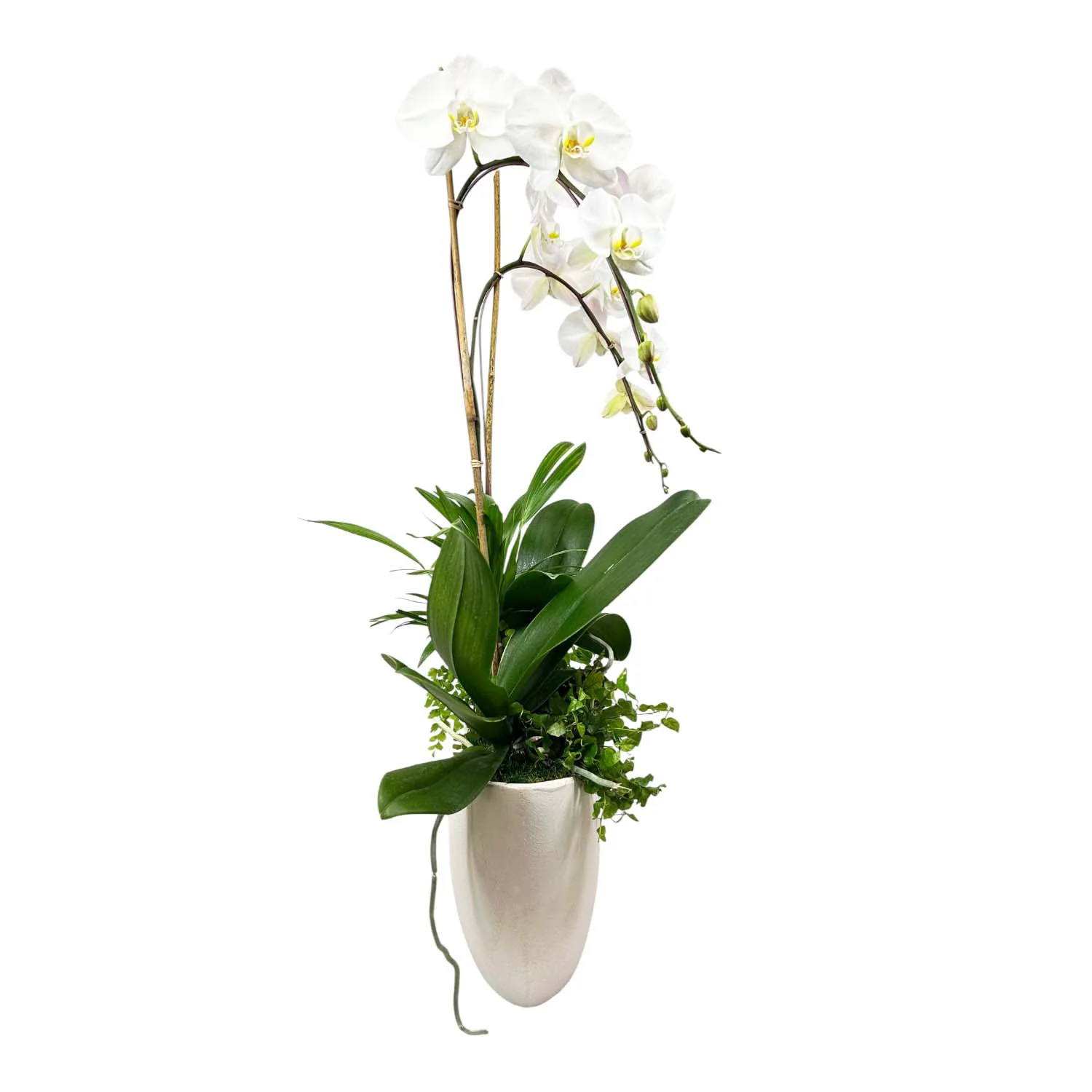 Orchid in Large White Texture Oval Pot - Image 3