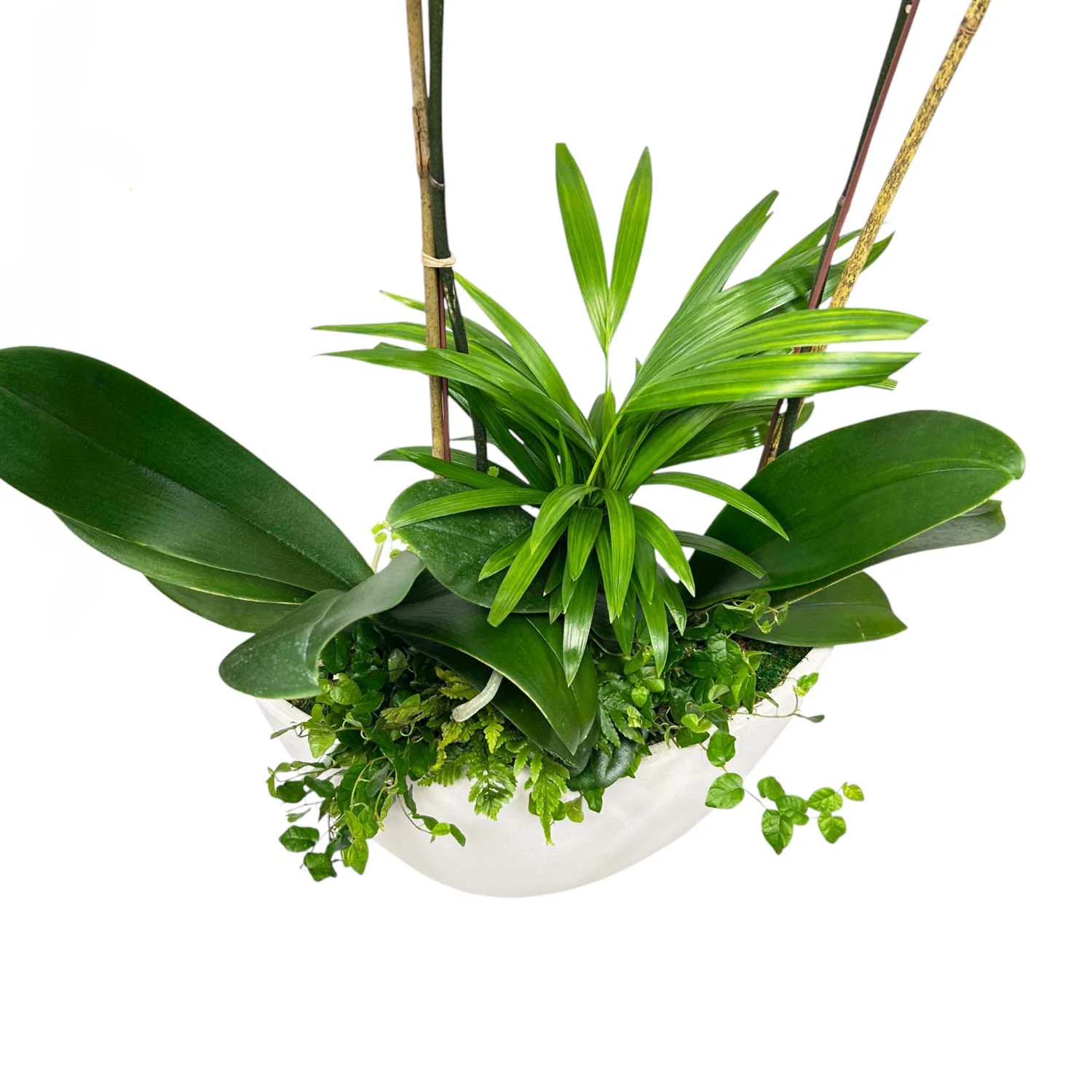 Orchid in Large White Texture Oval Pot - Image 4