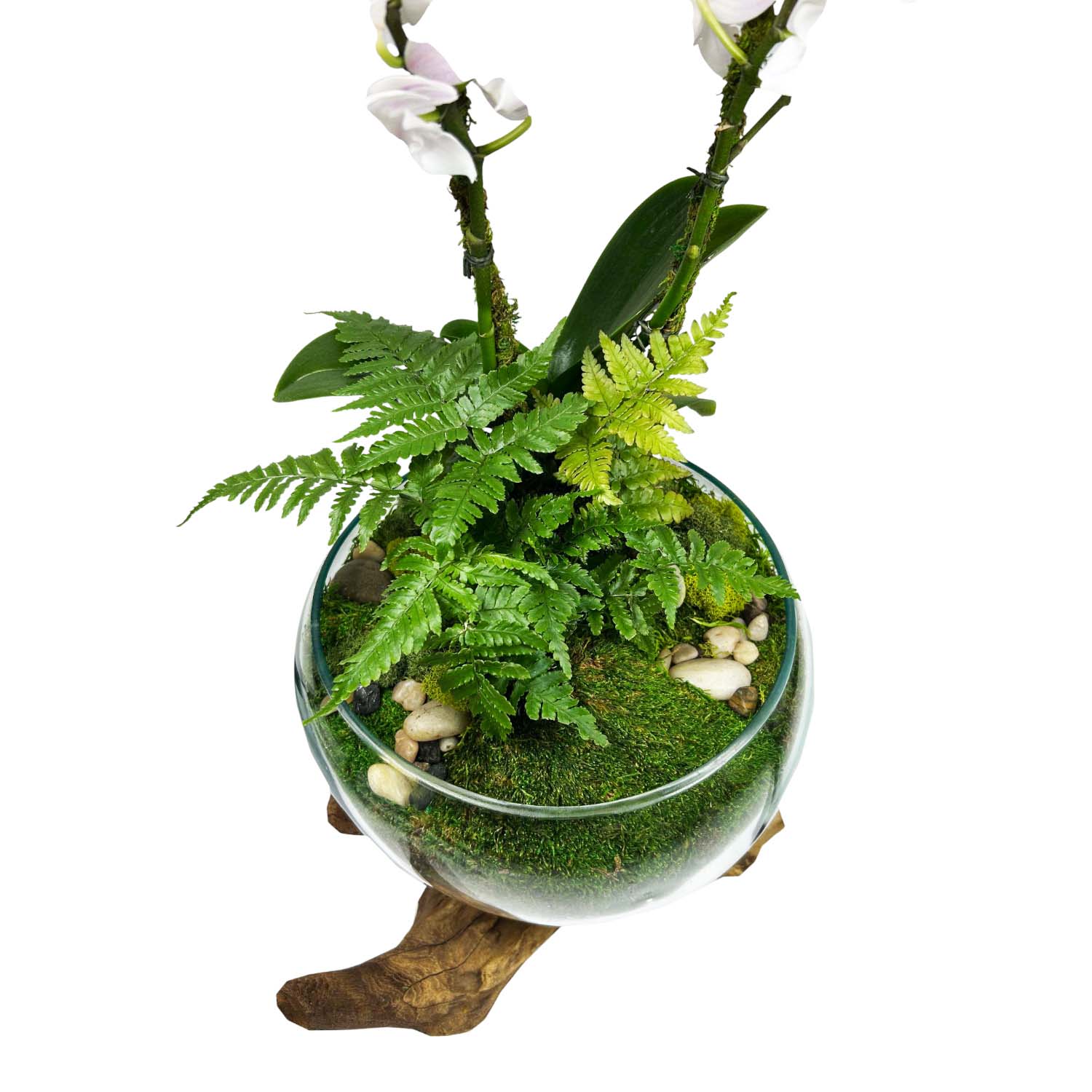Orchid in Small Teak Root Vase - Image 3