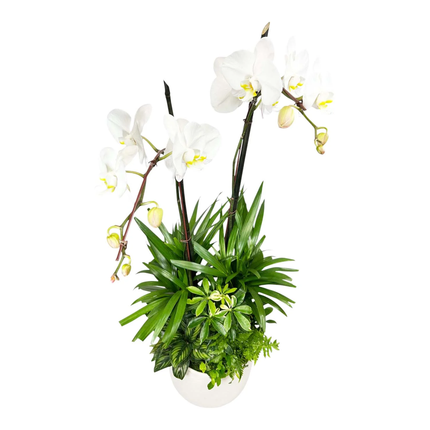 Orchids in Large White Texture Pot - Image 3