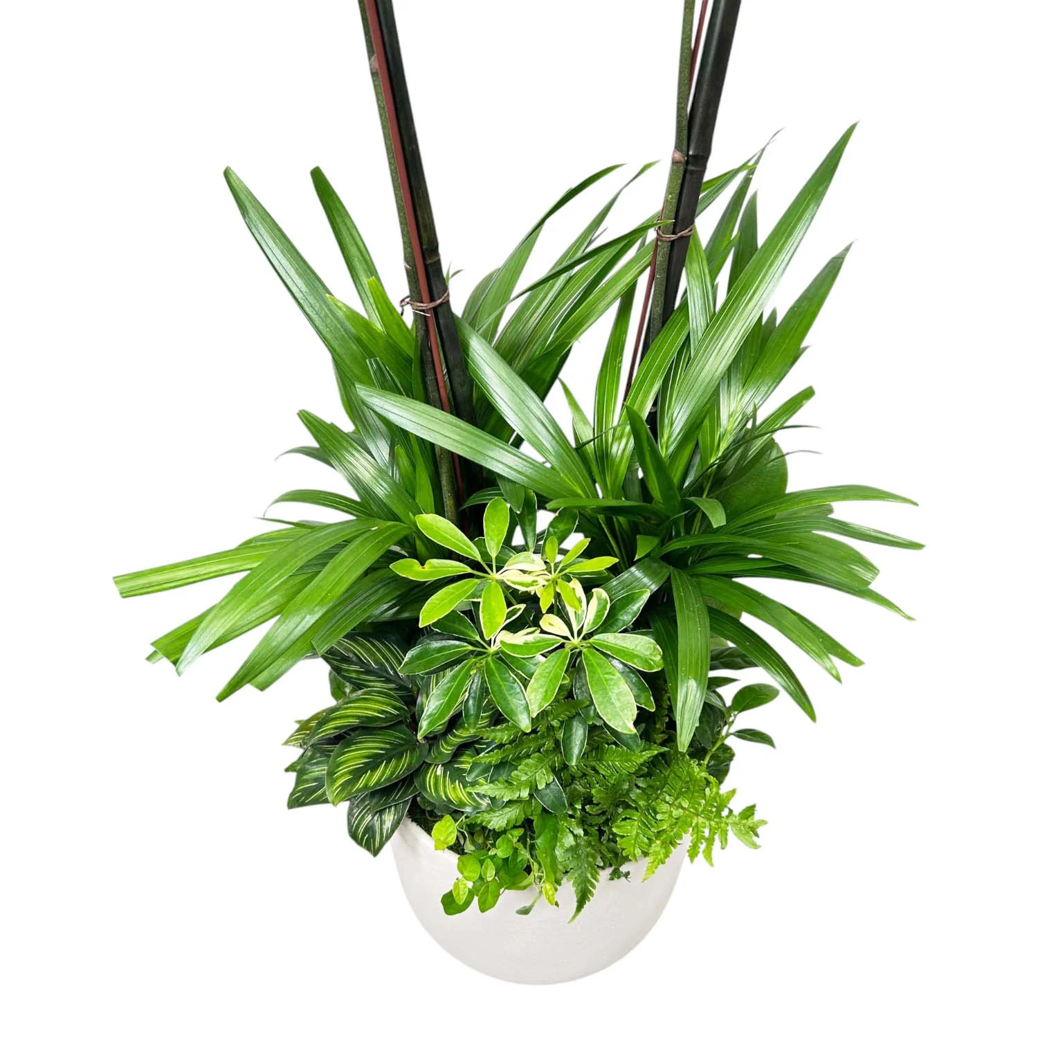 Orchids in Large White Texture Pot - Image 4