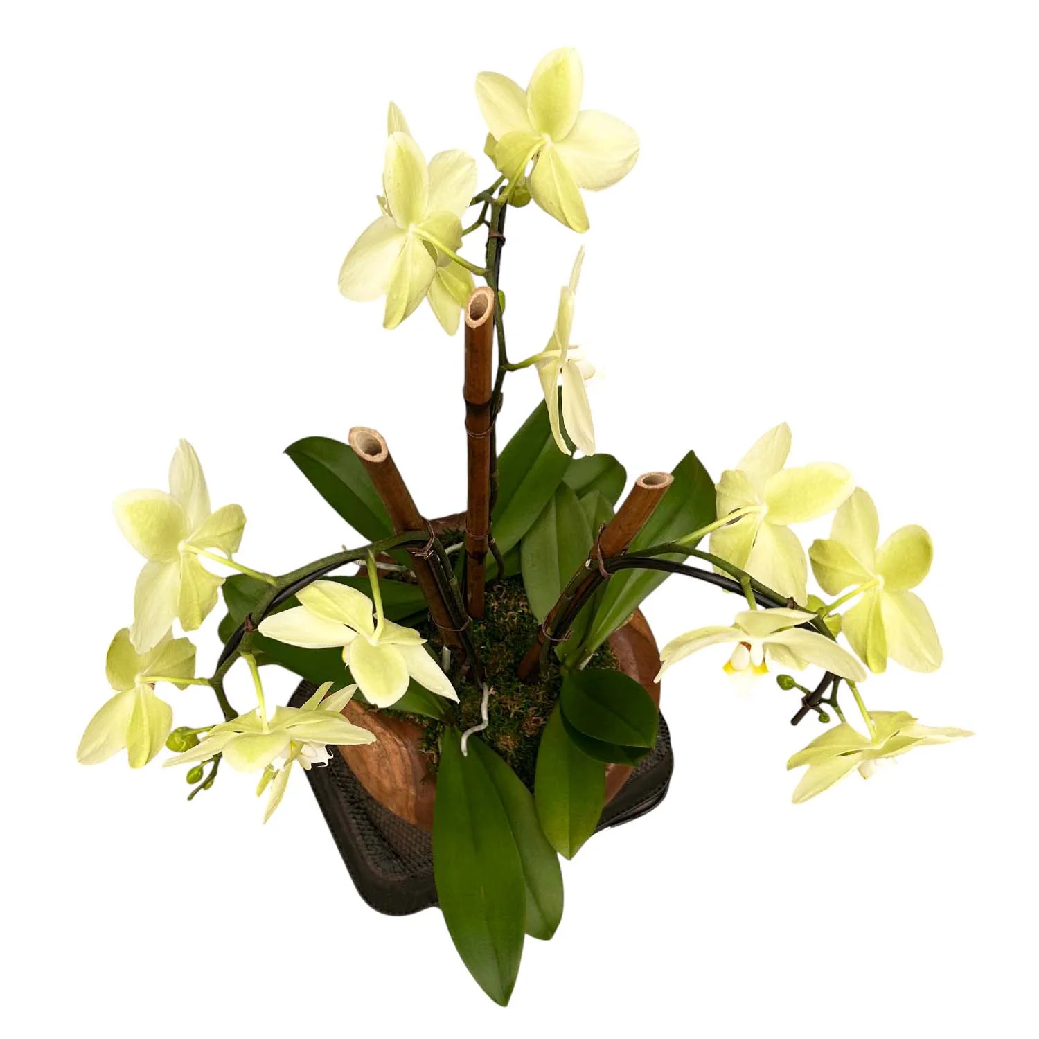 Cascading Yellow Phalaenopsis Orchids in Carved Teak - Image 3