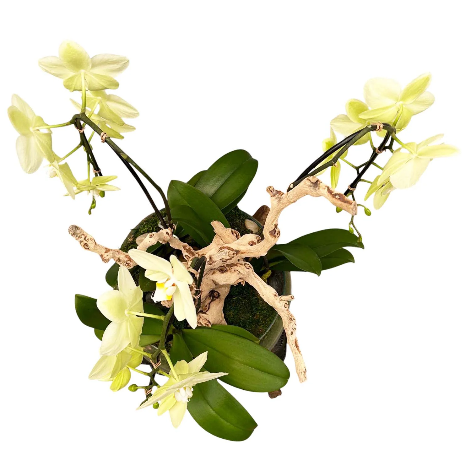 Cascading Yellow Phalaenopsis Orchids in Glass & Teak - Image 3