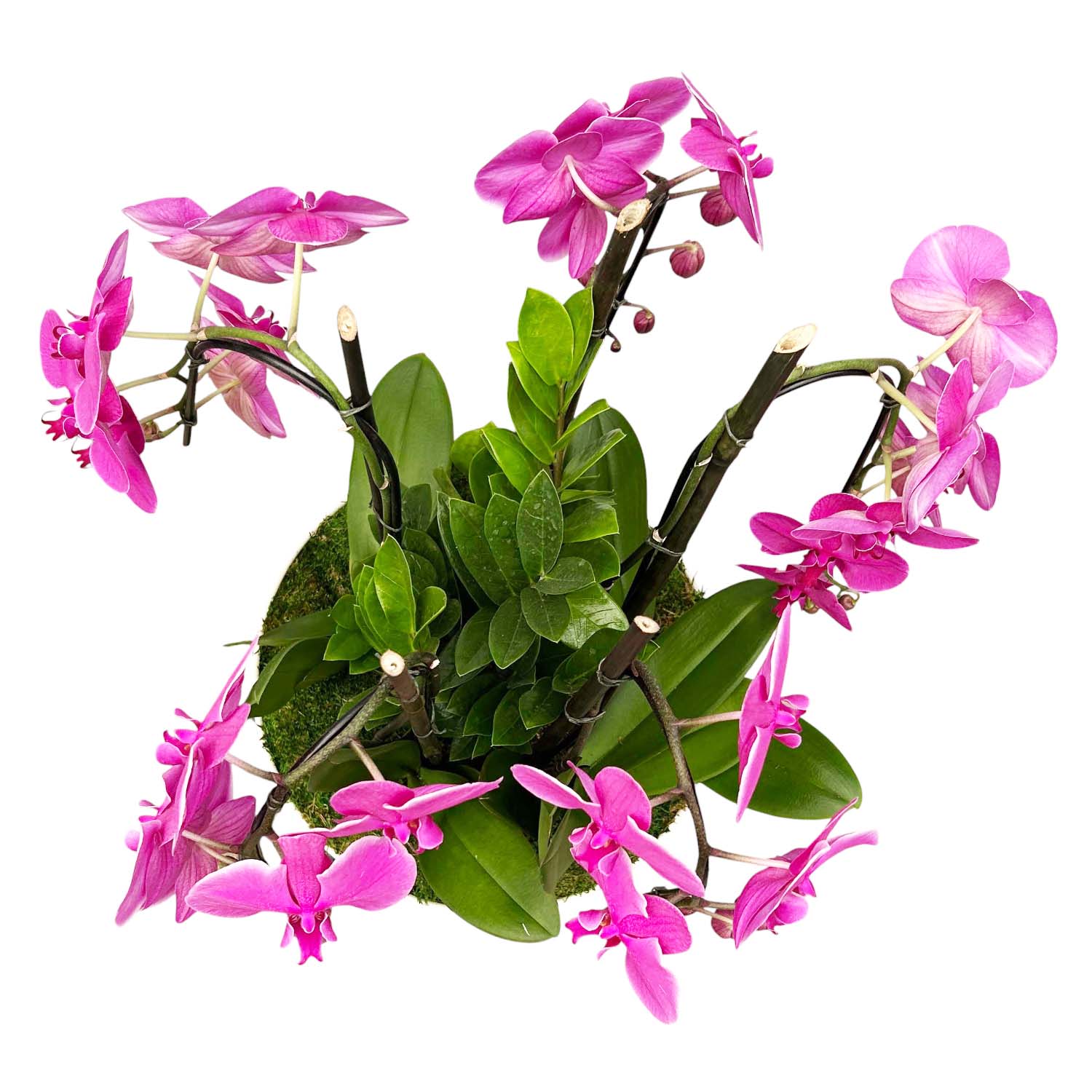 Cascading Fuchsia Phalaenopsis Orchids in a Chinoiserie Bird Bowl - Image 3