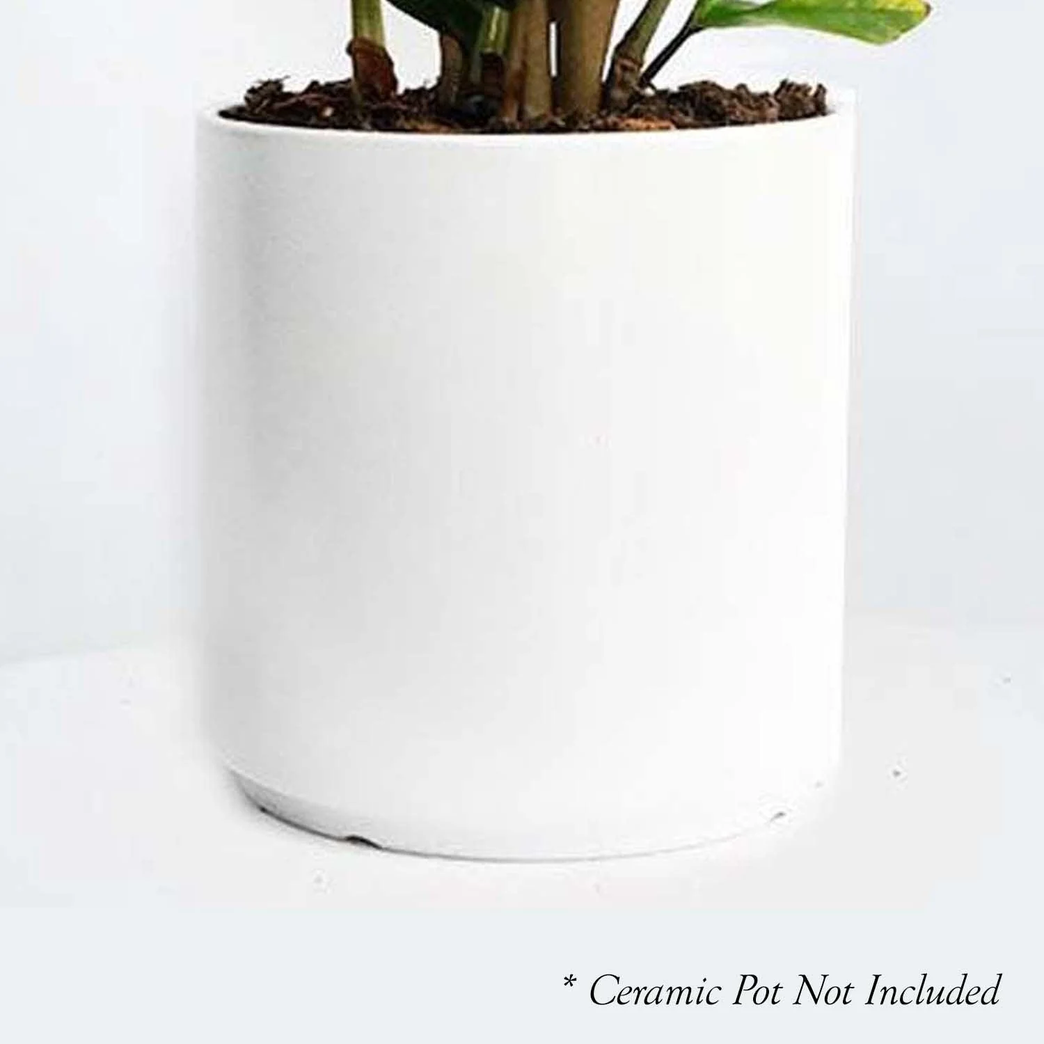 Calathea Orbifolia - 4in - Image 3