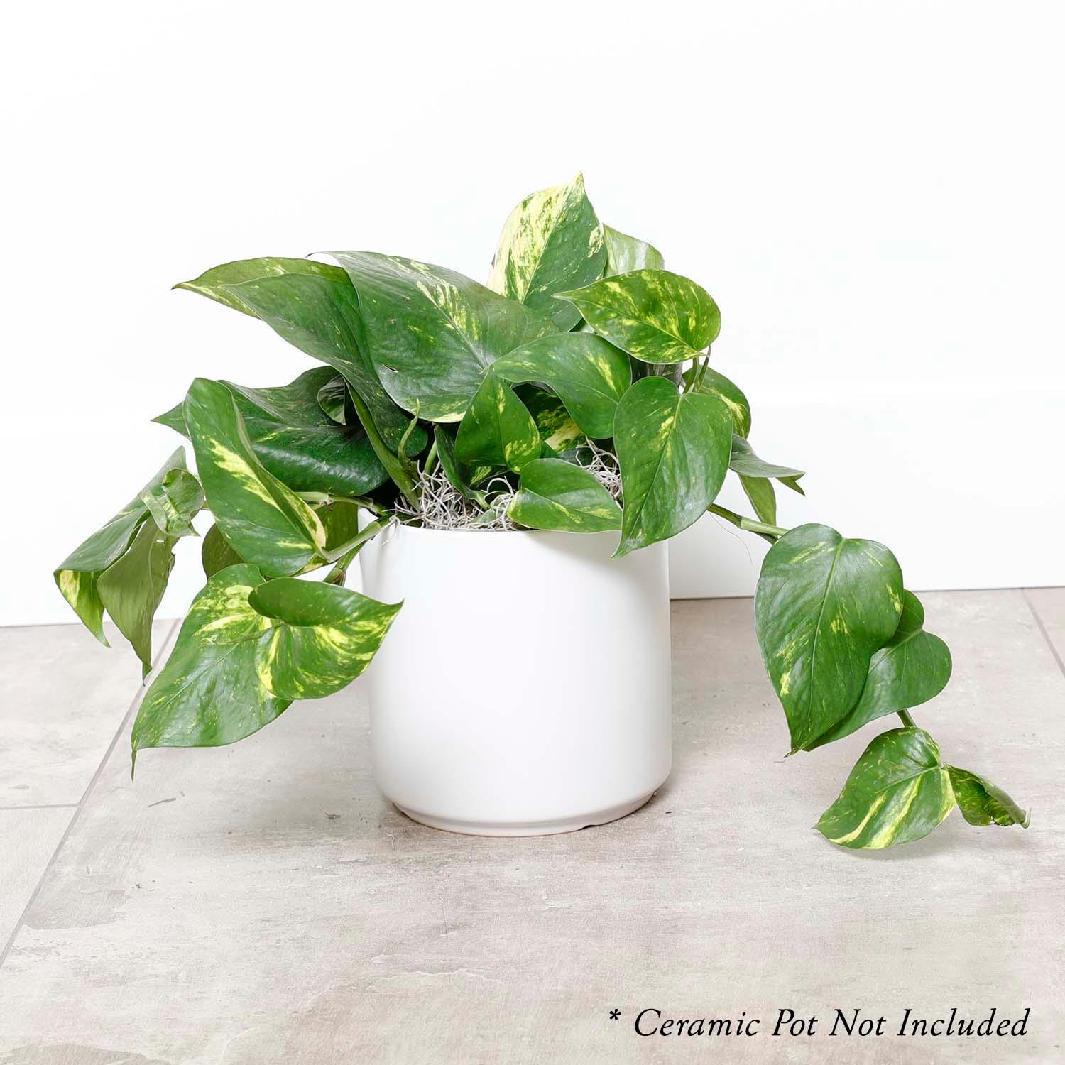 Golden Pothos - Epipremnum aureum - 6" POT - Image 3